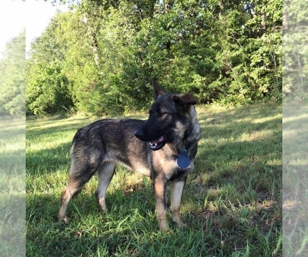 Medium Photo #1  Breeder Profile in HARTVILLE, MO, USA