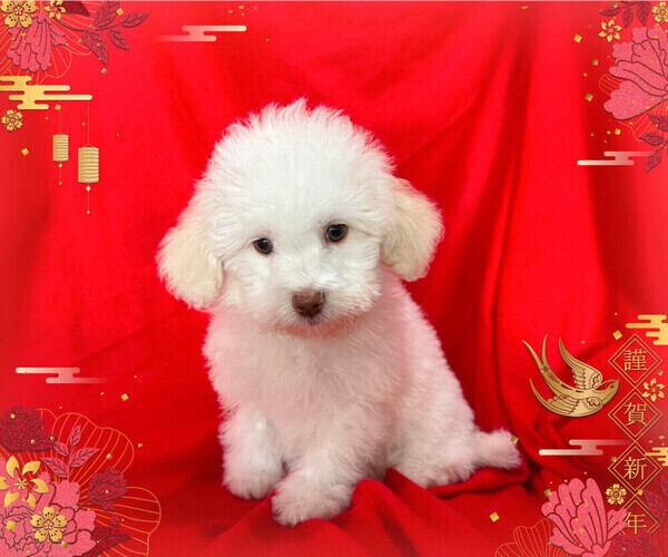 Medium Photo #1  Breeder Profile in SAN FRANCISCO, CA, USA