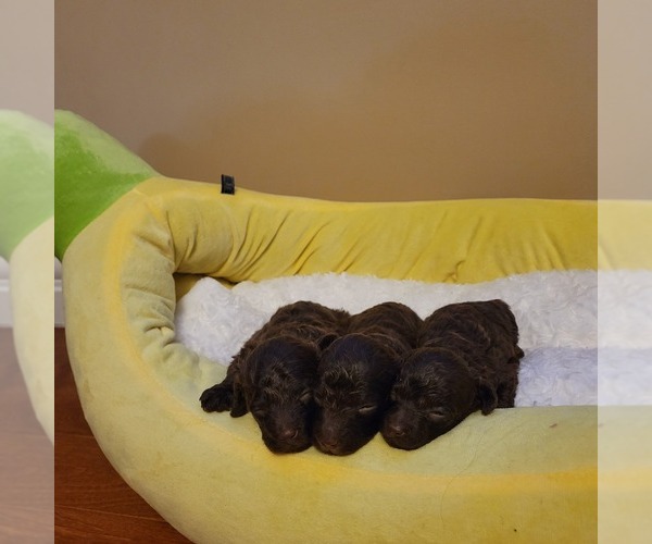Medium Photo #1  Breeder Profile in Kingston, Nova Scotia, Canada