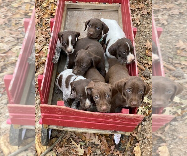 Medium Photo #1  Breeder Profile in GREENVILLE, SC, USA