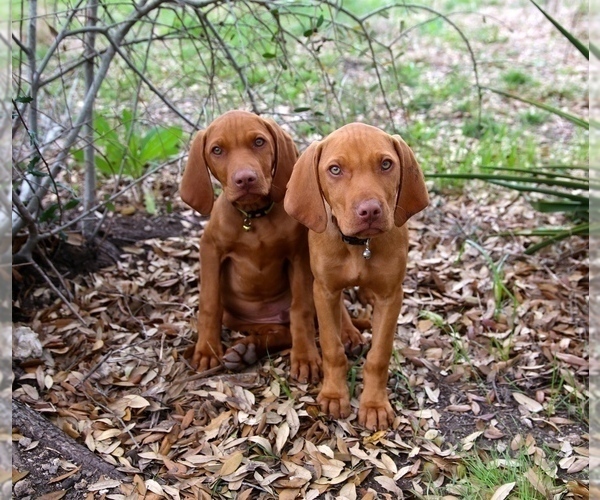 Medium Photo #2  Breeder Profile in FISCHER, TX, USA