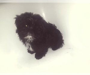 Shih Tzu Dog Breeder near MESA, AZ, USA