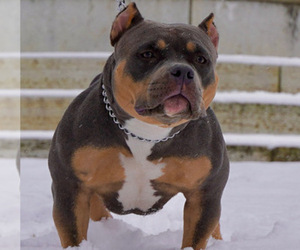 American Bully Dog Breeder in CINCINNATI,  USA