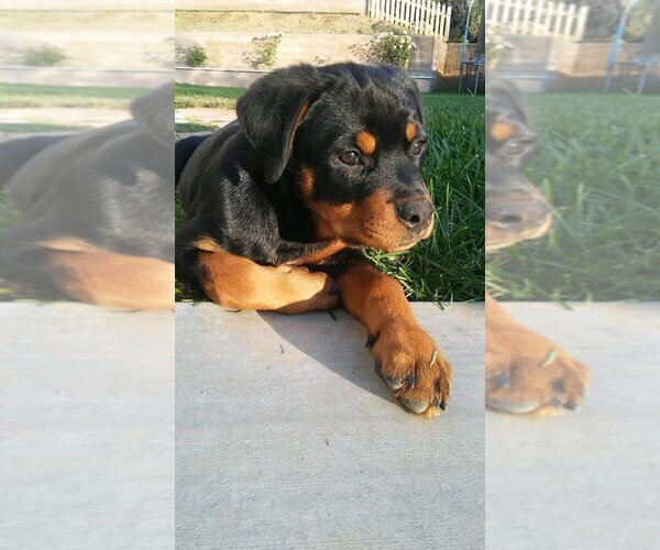 Medium Photo #103  Breeder Profile in OAK GLEN, CA, USA