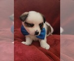 Small #145 Breeder Profile image
