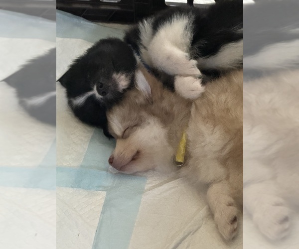 Medium Photo #10  Breeder Profile in ROYSE CITY, TX, USA