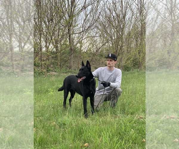 Medium Photo #1  Breeder Profile in INDIANAPOLIS, IN, USA