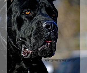 Cane Corso Dog Breeder in CHISAGO CITY,  USA
