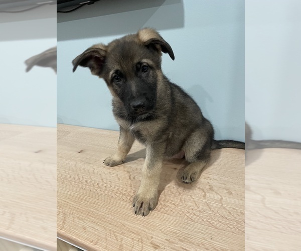 Medium Photo #2  Breeder Profile in MADISON HEIGHTS, VA, USA