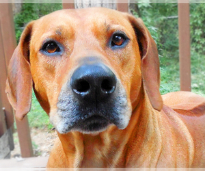 Rhodesian Ridgeback Dog Breeder near AUGUSTA, GA, USA