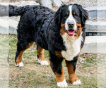Small #4 Breeder Profile image