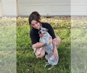 Australian Cattle Dog Dog Breeder near GRANT, AL, USA