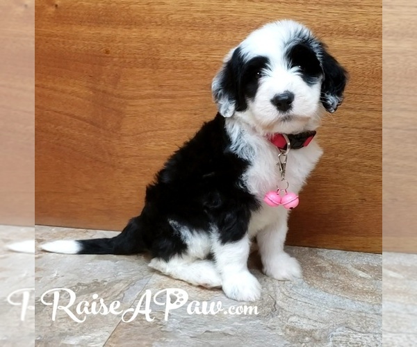 Medium Photo #4  Breeder Profile in OVERGAARD, AZ, USA