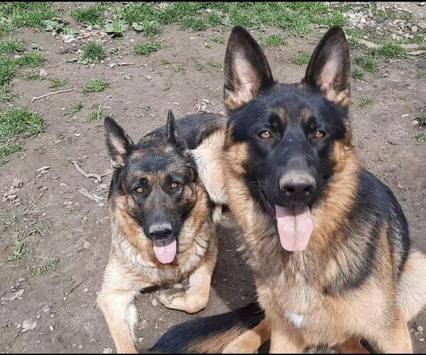 Medium Photo #1  Breeder Profile in ROCHESTER, NY, USA