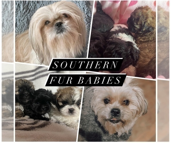 Medium Photo #1  Breeder Profile in ROGERSVILLE, AL, USA