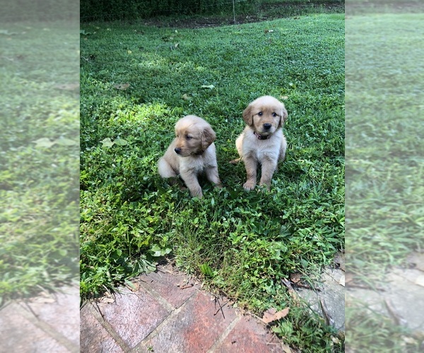 Medium Photo #6  Breeder Profile in CANEYVILLE, KY, USA