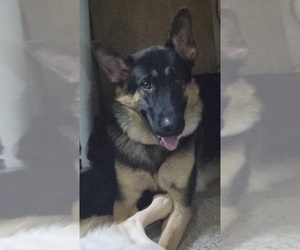 German Shepherd Dog Dog Breeder near SPOKANE, WA, USA