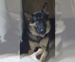 Small breeder photo