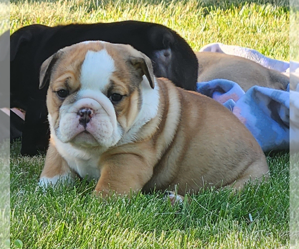 Medium Photo #1  Breeder Profile in RATHDRUM, ID, USA