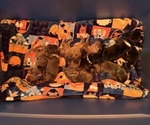 Small breeder photo