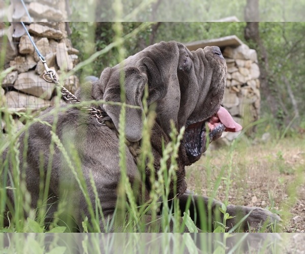 Medium Photo #27  Breeder Profile in SAN MARCOS, TX, USA