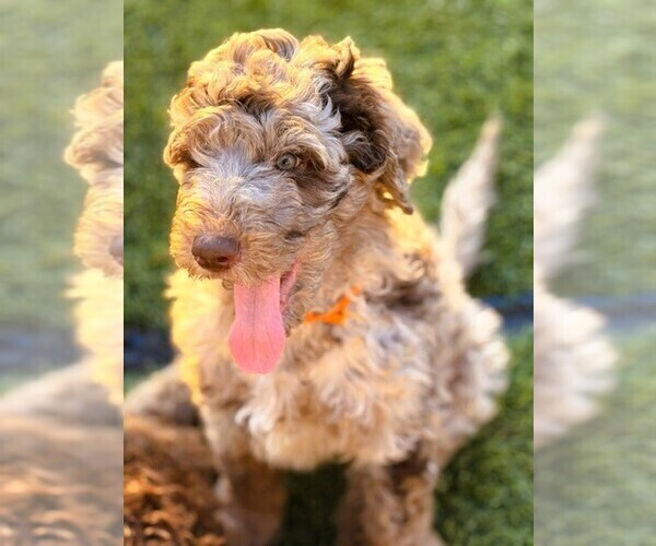 Medium Photo #10  Breeder Profile in APACHE JUNCTION, AZ, USA