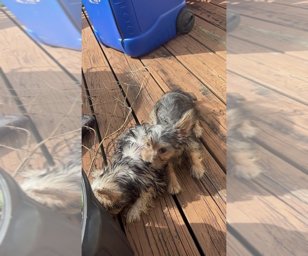 Medium Photo #2  Breeder Profile in SOCIAL CIRCLE, GA, USA