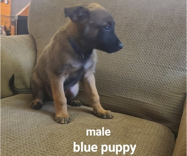 Medium Photo #3  Breeder Profile in PAHRUMP, NV, USA