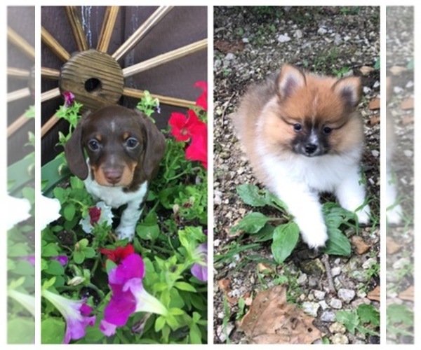 Medium Photo #1  Breeder Profile in CAMDENTON, MO, USA