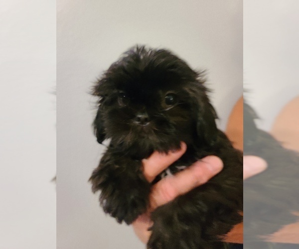 Medium Photo #5  Breeder Profile in WESLEY CHAPEL, FL, USA
