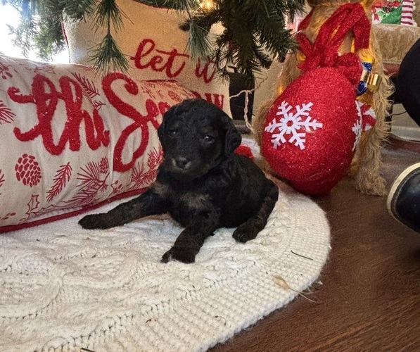 Medium Photo #17  Breeder Profile in DEXTER, MO, USA