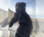 Small #131 Breeder Profile image