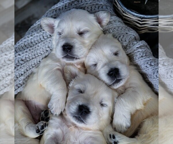 Medium Photo #1  Breeder Profile in URBANA, OH, USA