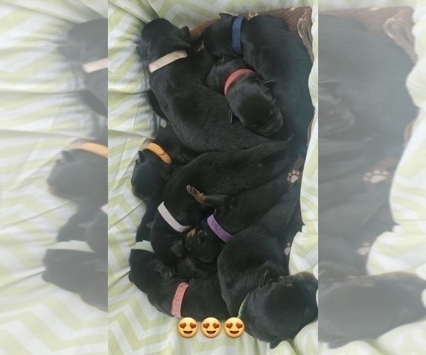Medium Photo #1  Breeder Profile in FAYETTEVILLE, PA, USA