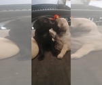 Small breeder photo