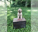 Small #1 Breeder Profile image