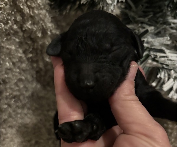 Medium Photo #2  Breeder Profile in DEXTER, MO, USA