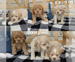 Small #4 Breeder Profile image