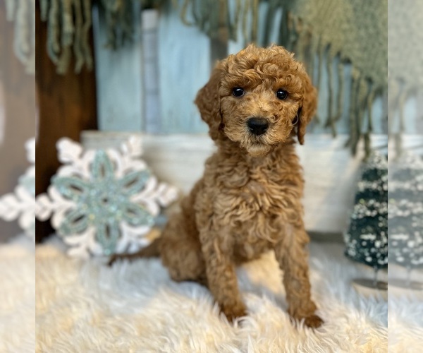 Medium Photo #5  Breeder Profile in POWELL, TN, USA