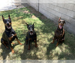 Small #1 Breeder Profile image