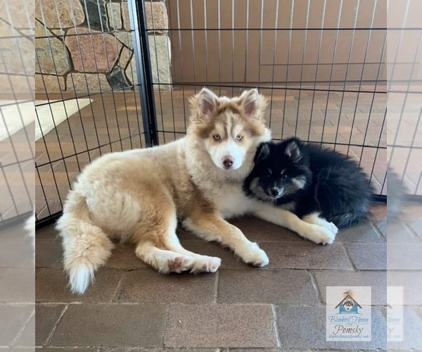 Medium Photo #46  Breeder Profile in BURNS TOWNSHIP, MN, USA