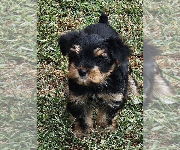 Medium Photo #1  Breeder Profile in EXCELSIOR SPRINGS, MO, USA