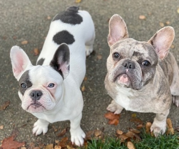 Medium Photo #1  Breeder Profile in ANTIOCH, CA, USA