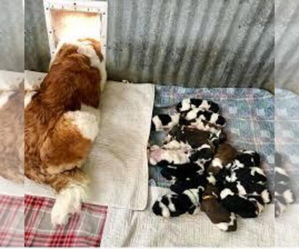 Medium Photo #1  Breeder Profile in OURAY, CO, USA