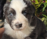 Small #1 Breeder Profile image