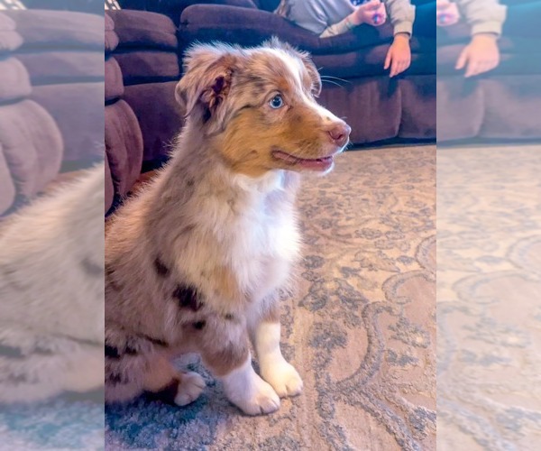 Medium Photo #9  Breeder Profile in CLEVELAND, MO, USA