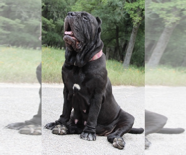 Medium Photo #32  Breeder Profile in SAN MARCOS, TX, USA