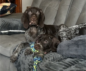 German Shorthaired Pointer Dog Breeder near LAKEVILLE, MA, USA