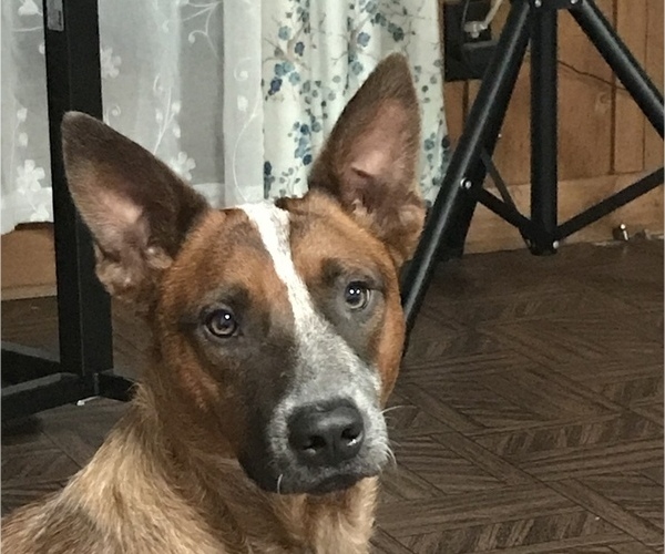 Medium Photo #1  Breeder Profile in ADRIAN, GA, USA