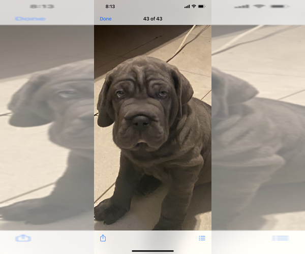 Medium Photo #1  Breeder Profile in MASPETH, NY, USA